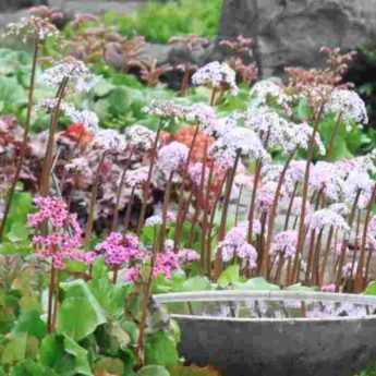 Bergenia : 5 idées pour l'associer au jardin