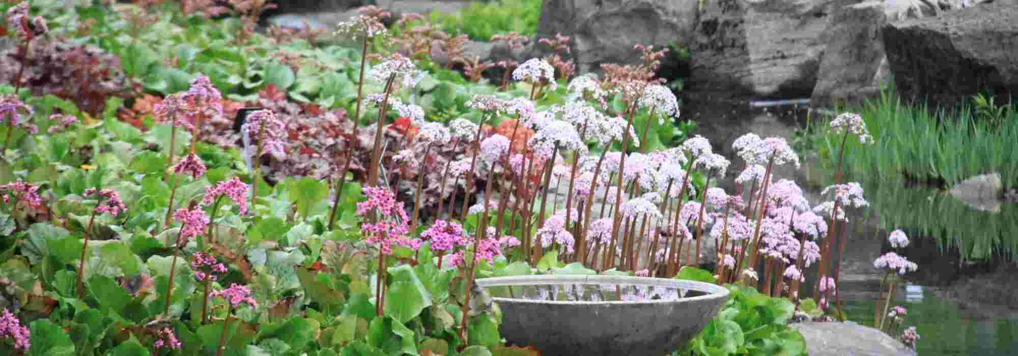 Bergenia : 5 idées pour l'associer au jardin