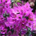 Bougainvillier : plantation, entretien, culture en pot et au jardin