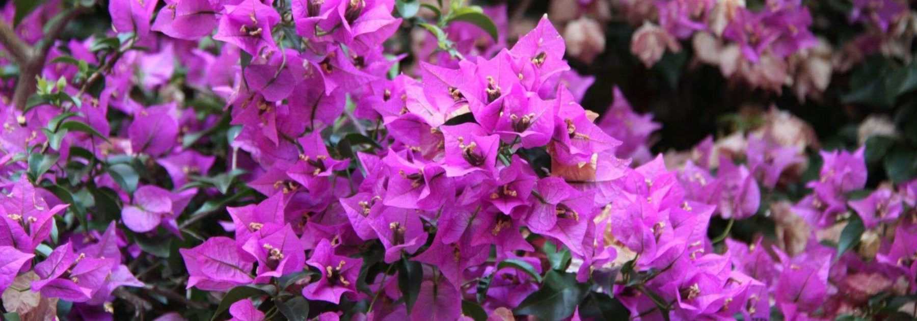 Bougainvillier : plantation, entretien, culture en pot et au jardin -  Conseils