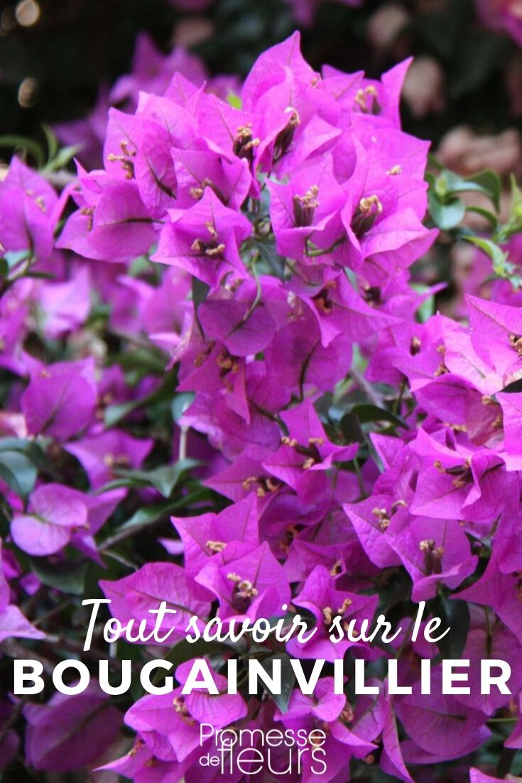 bougainvillee