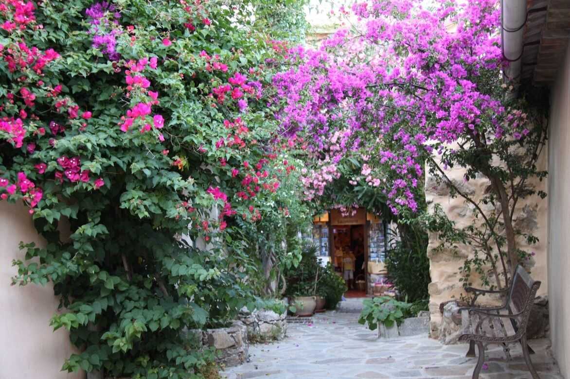 bougainvillee