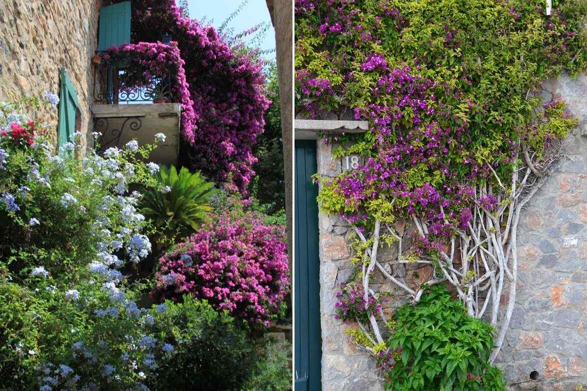 bougainvillee