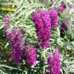 Invasif, dangereux pour les papillons... Faut-il vraiment avoir peur du Buddleia ?