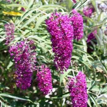 Invasif, dangereux pour les papillons... Faut-il vraiment avoir peur du Buddleia ?