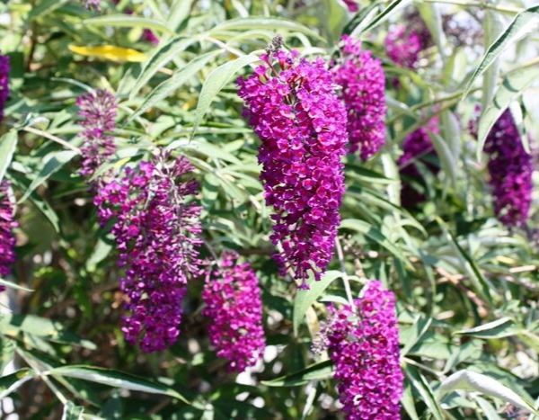 Invasif, dangereux pour les papillons... Faut-il vraiment avoir peur du Buddleia ?