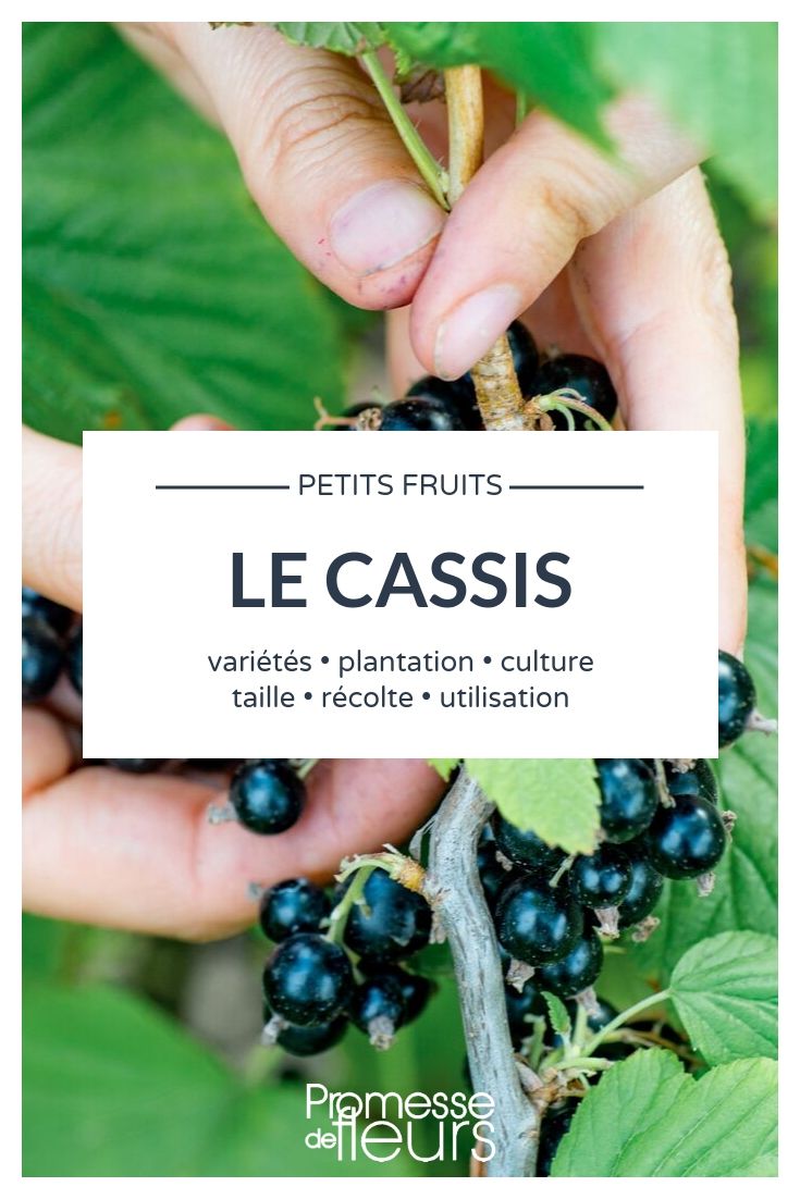 Le cassis : tout savoir sur ce fruit rouge