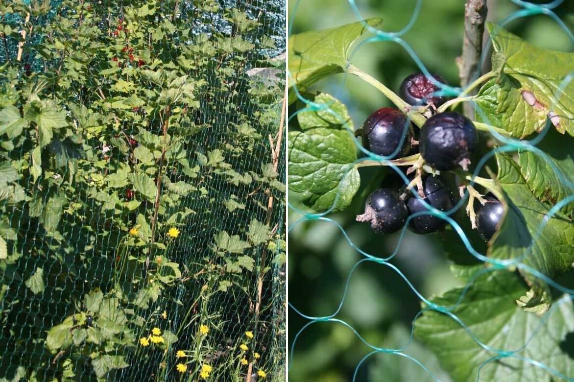 cassis, ribes nigrum