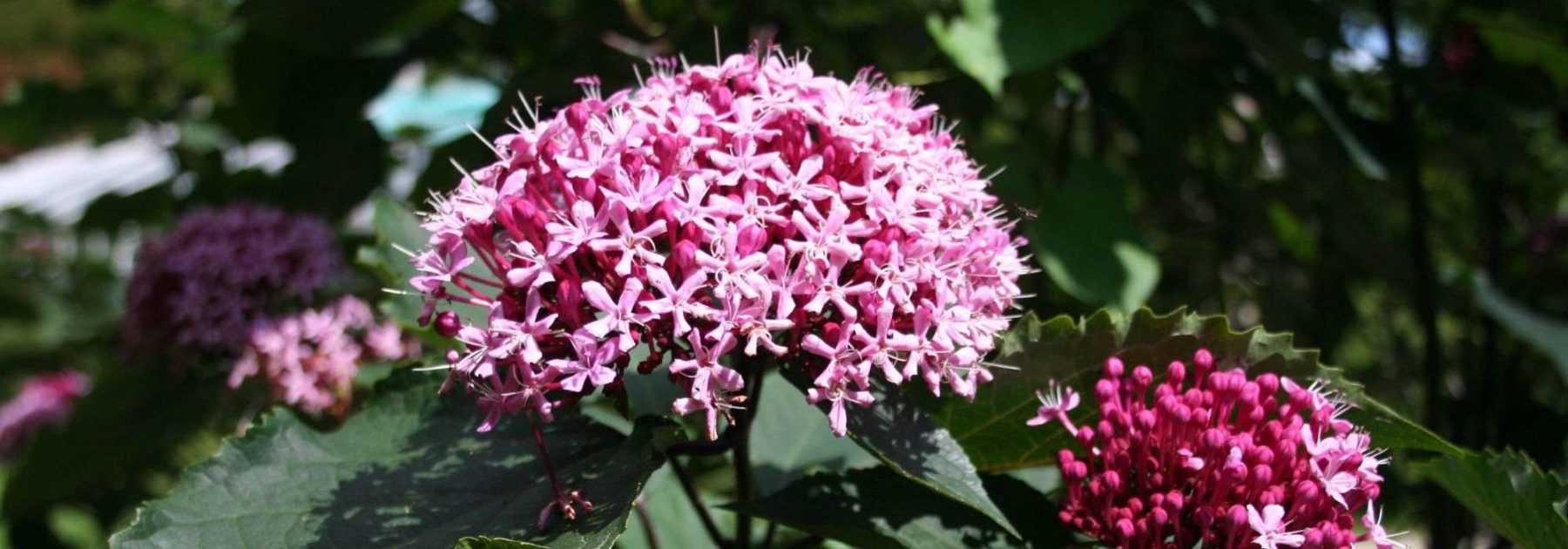 Clérodendron, Arbre du Clergé : planter, tailler et entretenir