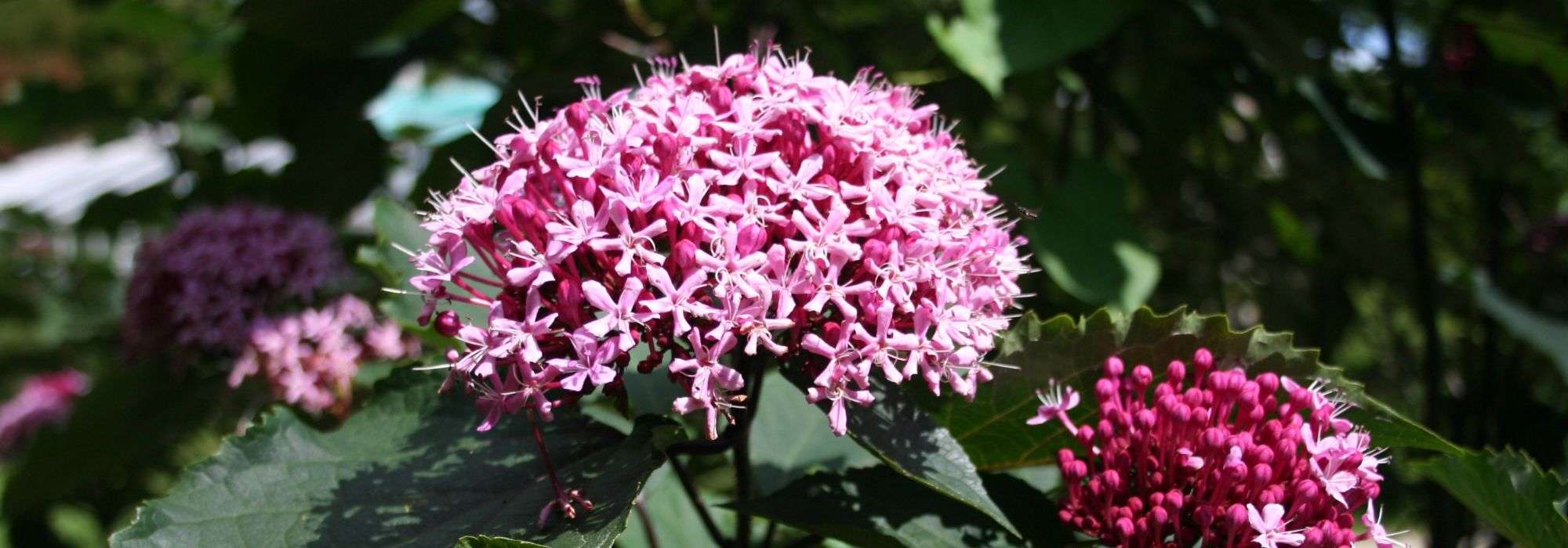 Clérodendron, Arbre du Clergé : planter, tailler et entretenir