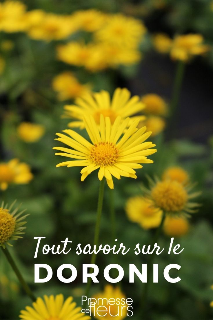 doronicum tout savoir