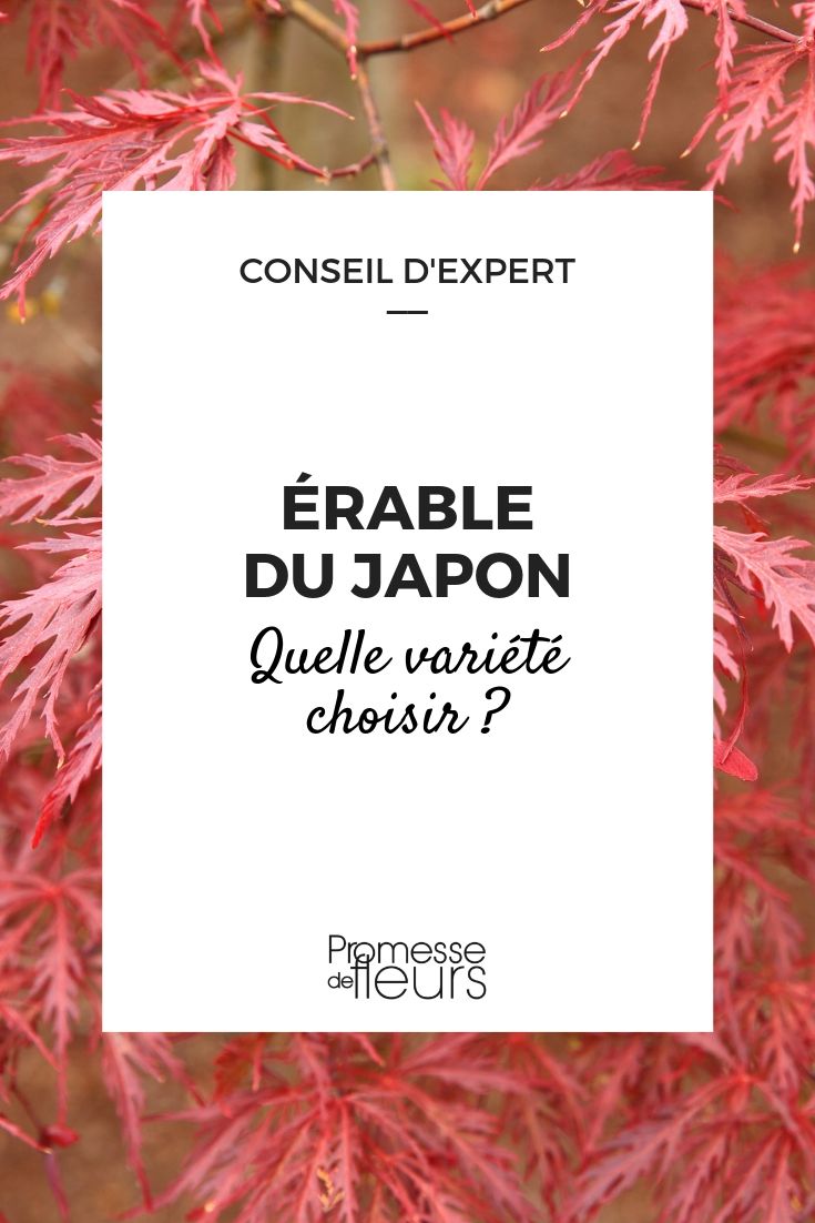 Erable du japon : guide pour bien le choisir