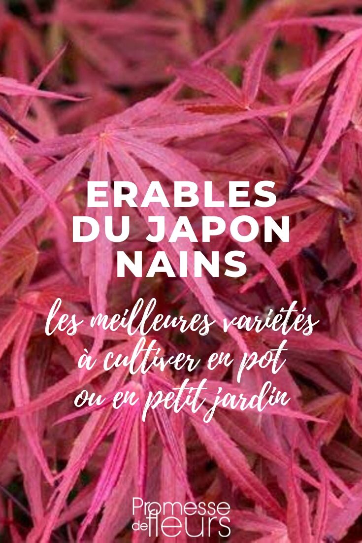 Erable du Japon nain : les meilleures variétés pour pot et petit jardin