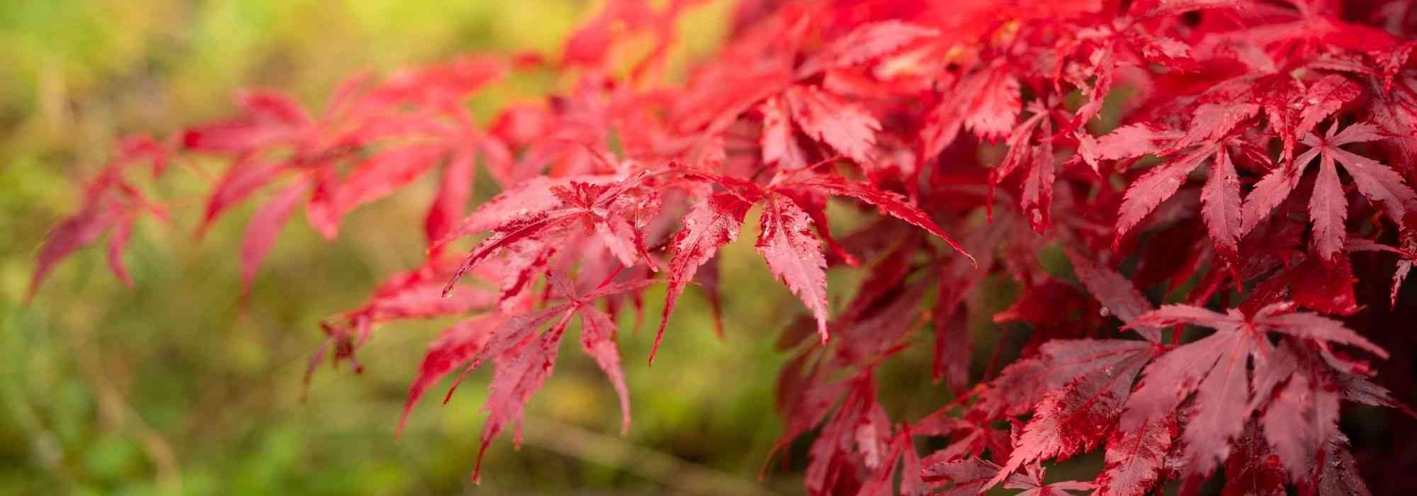 arbre pour petit jardin: érable du Japon à feuilles rouges