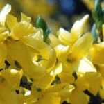 Forsythia : 7 idées pour l'associer au jardin