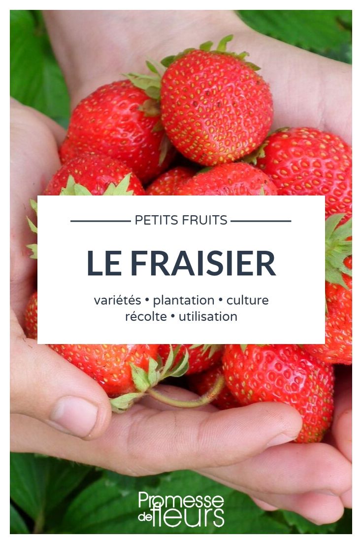 fraise, fragaria