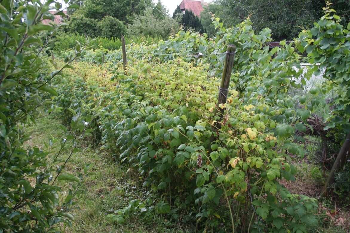 framboise au jardin