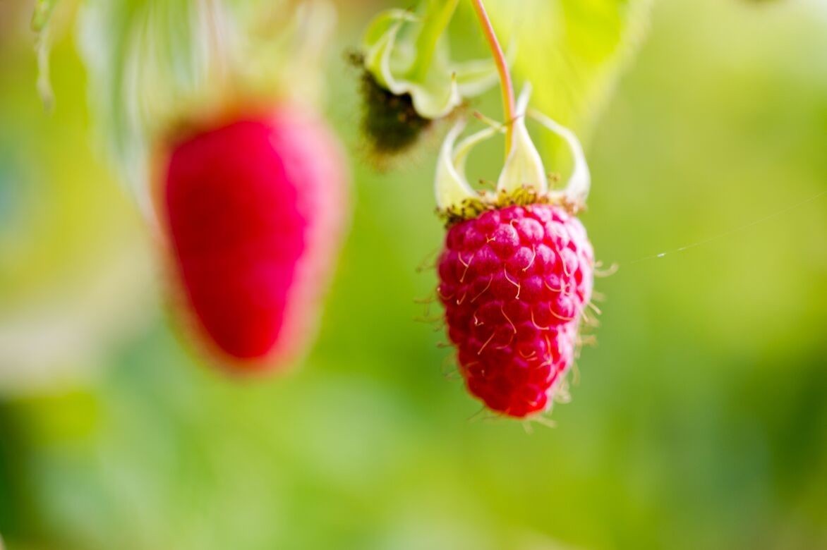 framboise