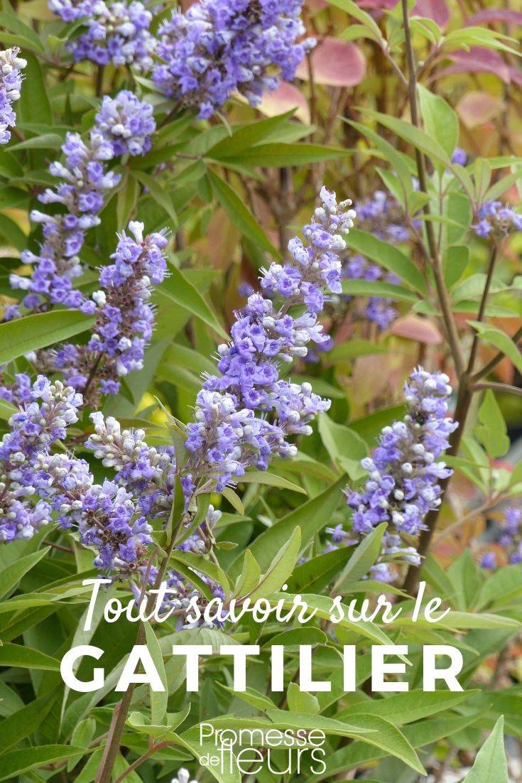 vitex tout savoir