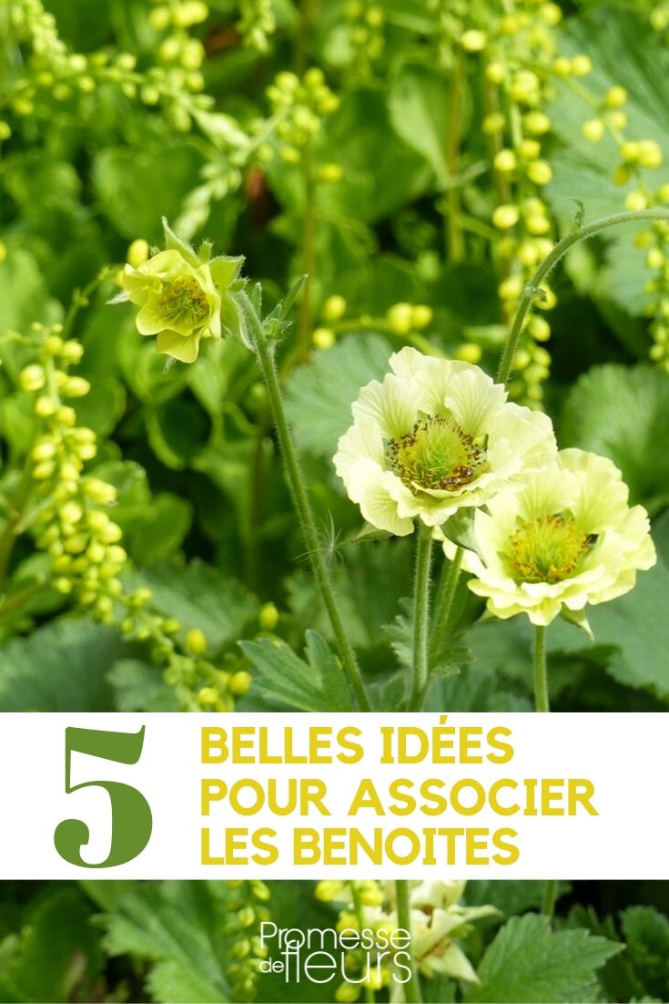 Associer le Geum au jardin