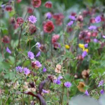 Geum, Benoîte : 5 idées d'associations réussies