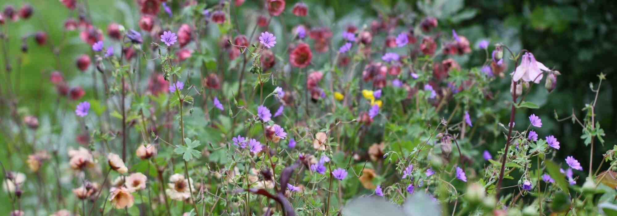 Geum, Benoîte : 5 idées d'associations réussies