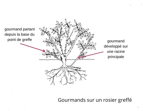 gourmand rosier