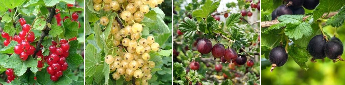 ribes rubrum, ribes nidigrolaria