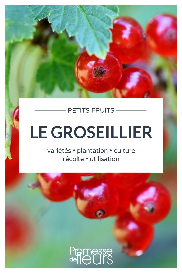 groseille, ribes rubrum