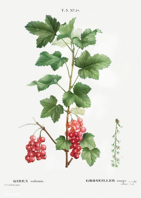 ribes rubrum