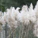 Herbe de la Pampa, Cortaderia : plantation, entretien