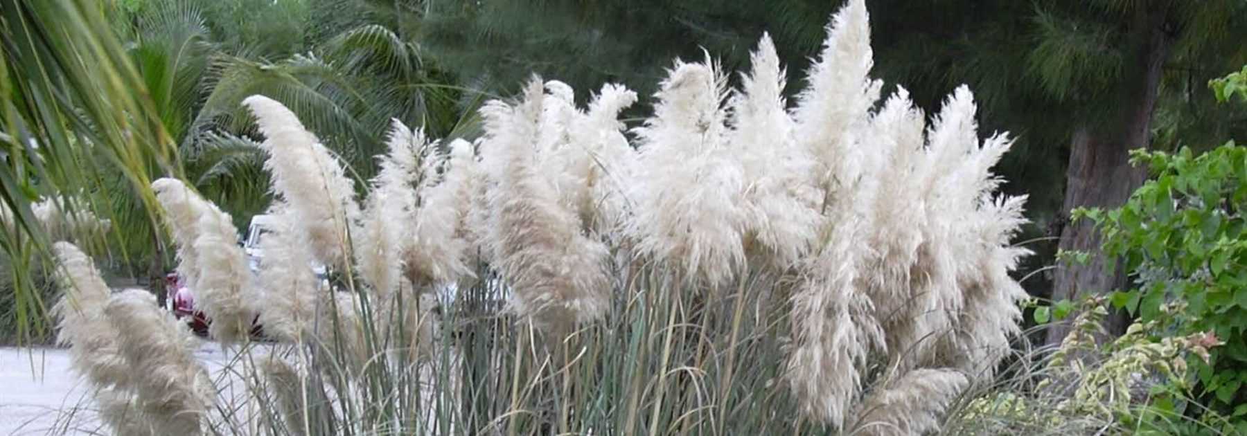 Herbe de la Pampa, Cortaderia : plantation, entretien