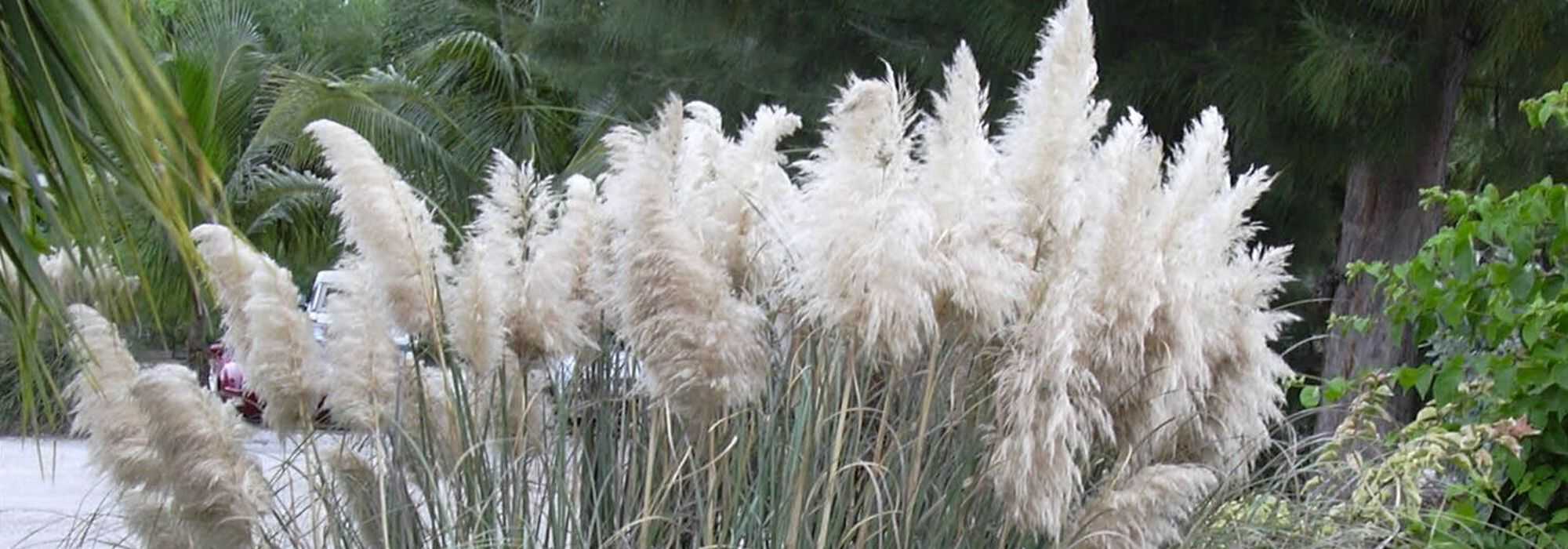 Herbe de la Pampa, Cortaderia : plantation, entretien - Nos conseils