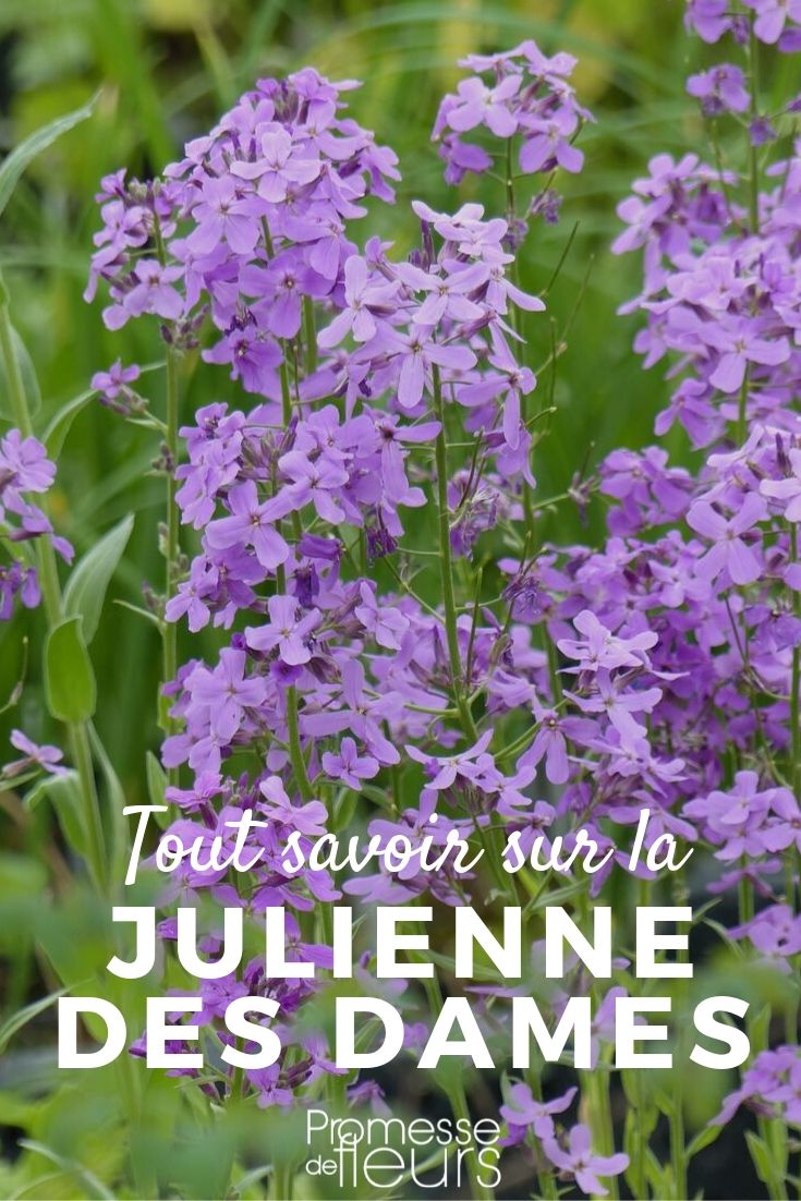 julienne des dames tout savoir