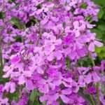 Julienne des dames, Hesperis : planter, semer, entretenir