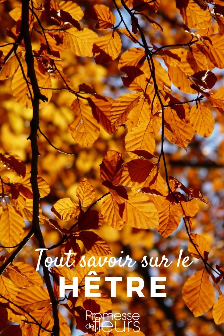 fagus tout savoir