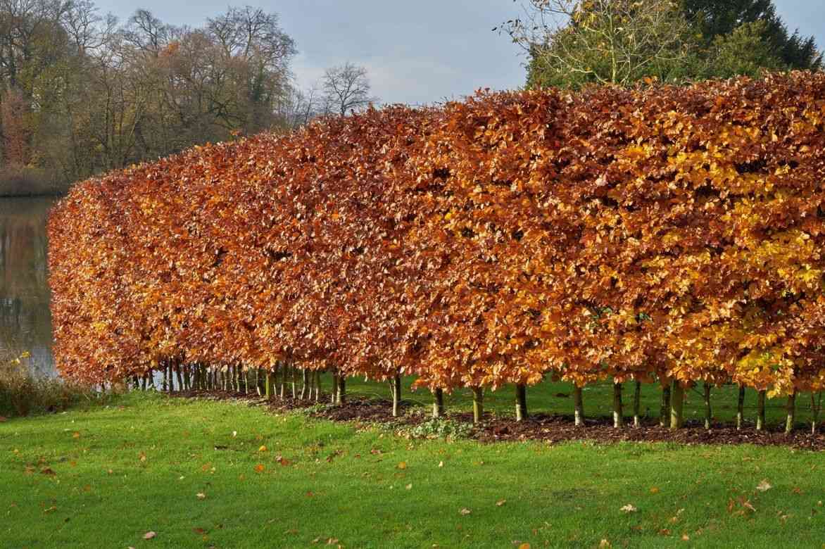 fagus sylvatica