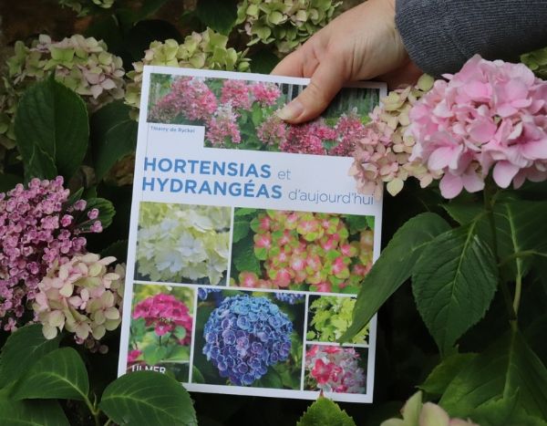 Hortensias et Hydrangéas d’aujourd’hui de Thierry de Ryckel - Editions Ulmer