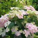 L'hortensia 'French Boléro', une nouveauté inédite, déjà médaille d'or !