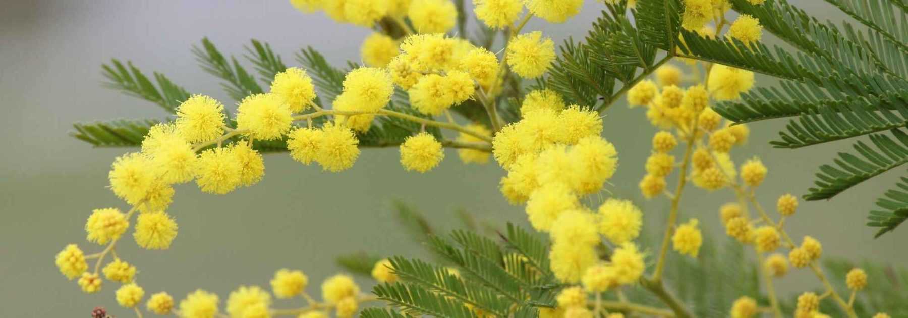 Raphia naturel - Jaune mimosa