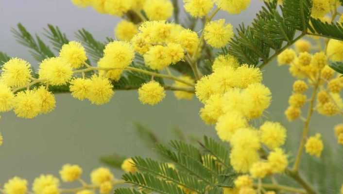 Cultiver un Mimosa en pot