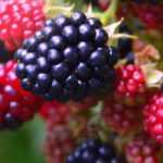 Mûrier, Ronce : planter, tailler et entretenir