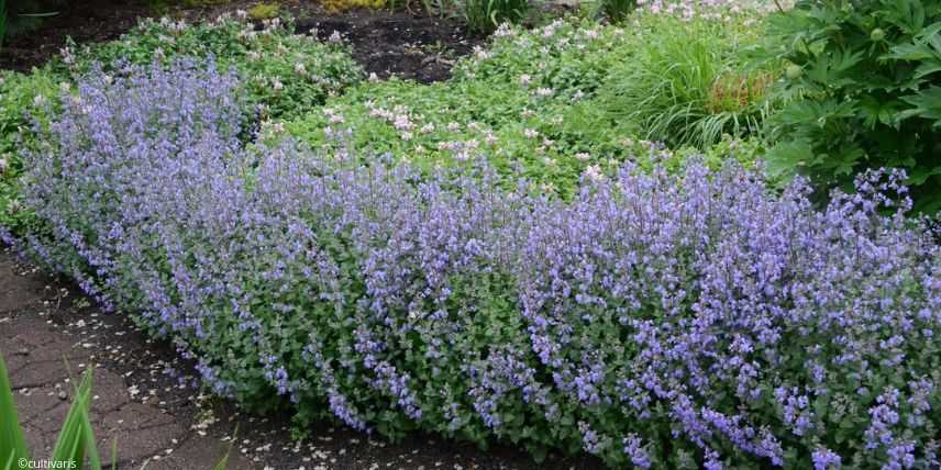 7 plantes vivaces idéales en bordure de massif