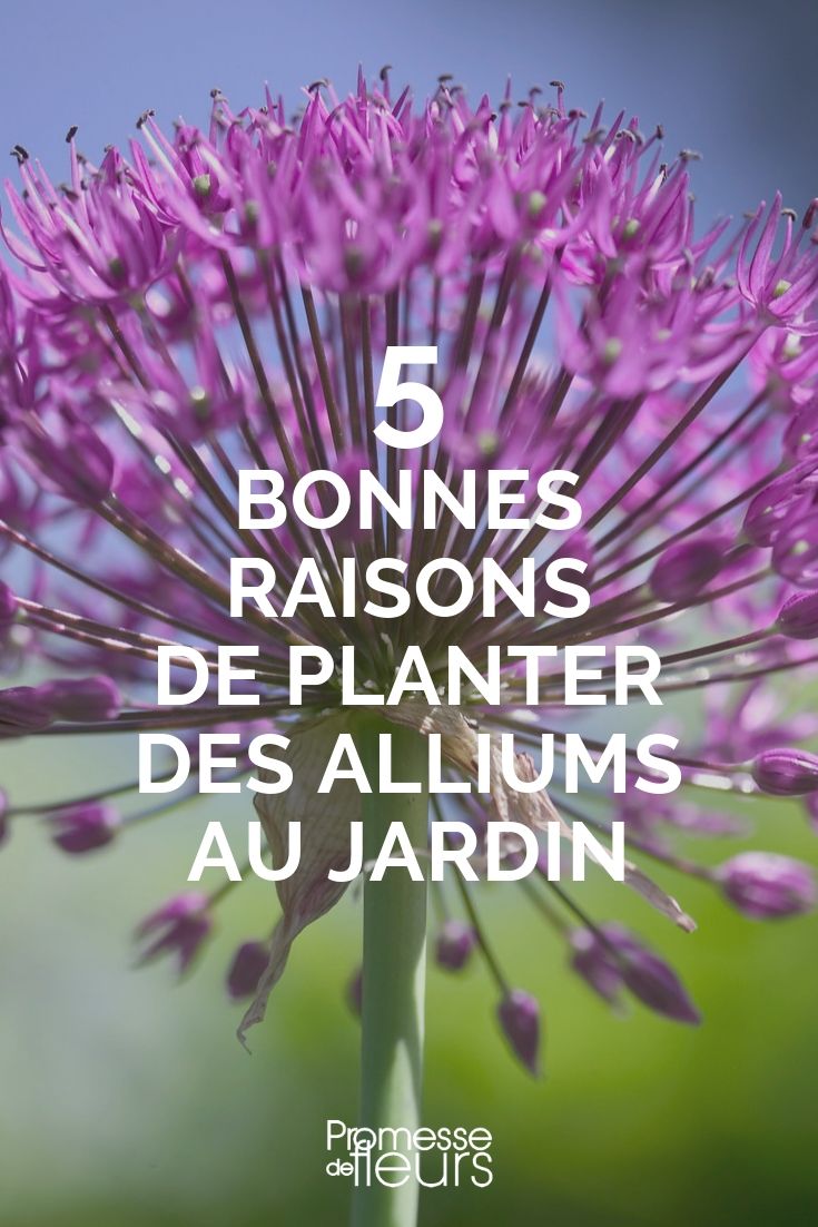 5 bonnes raison pour planter de l'ail d'ornement au jardin