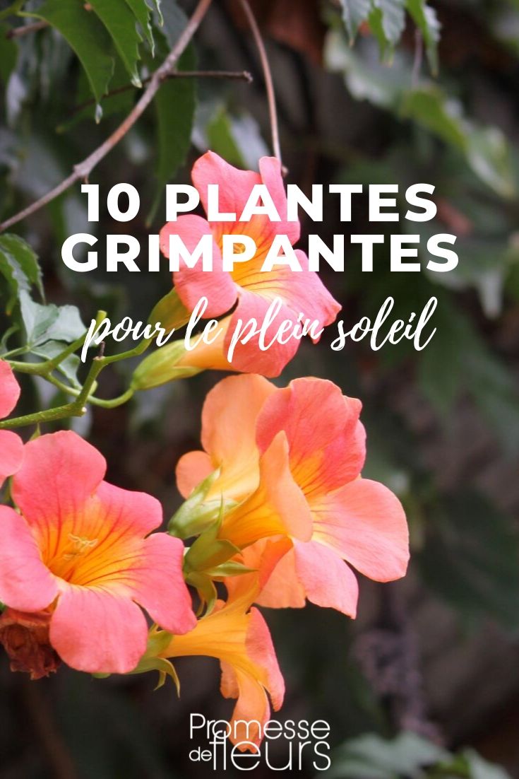 10 plantes grimpantes pour le plein soleil - Conseils