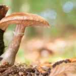 L'Armillaire ou Pourridié : reconnaître et lutter contre ce champignon des arbres