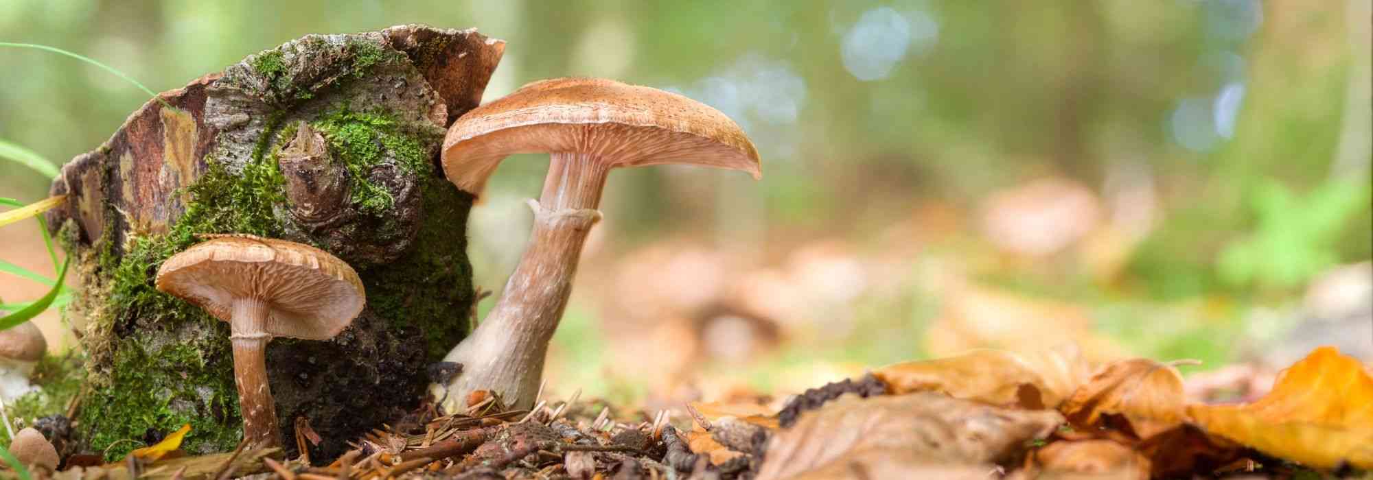 L'Armillaire ou Pourridié : reconnaître et lutter contre ce champignon des arbres