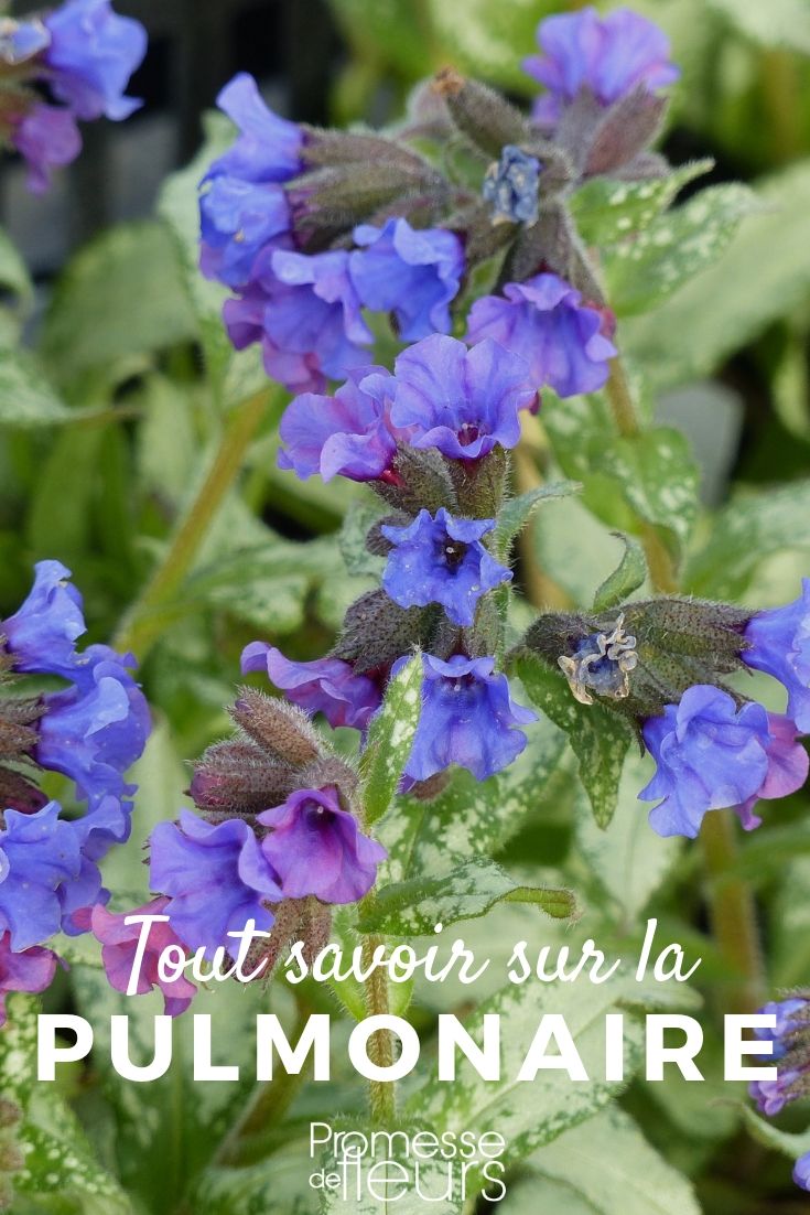 pulmonaria tout savoir