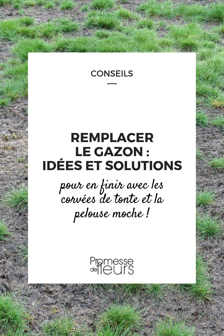 Remplacer la pelouse : idées et solutions