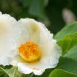 Stewartia pseudocamellia, Faux camélia : plantation, taille, entretien